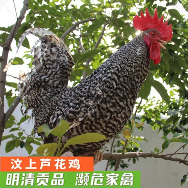 散养芦花鸡 走地鸡  现杀笨鸡