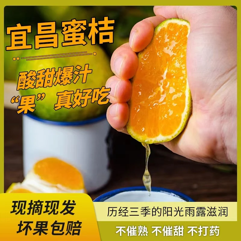 湖北宜昌蜜桔现摘现发新鲜无籽桔子皮薄多汁酸甜孕妇水果3/5/9斤