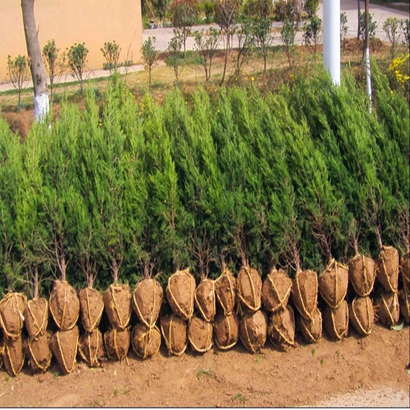 绿化苗木直销蜀桧小苗塔柏桧柏松树 松柏 塔柏苗蜀桧苗扫墓柏树苗