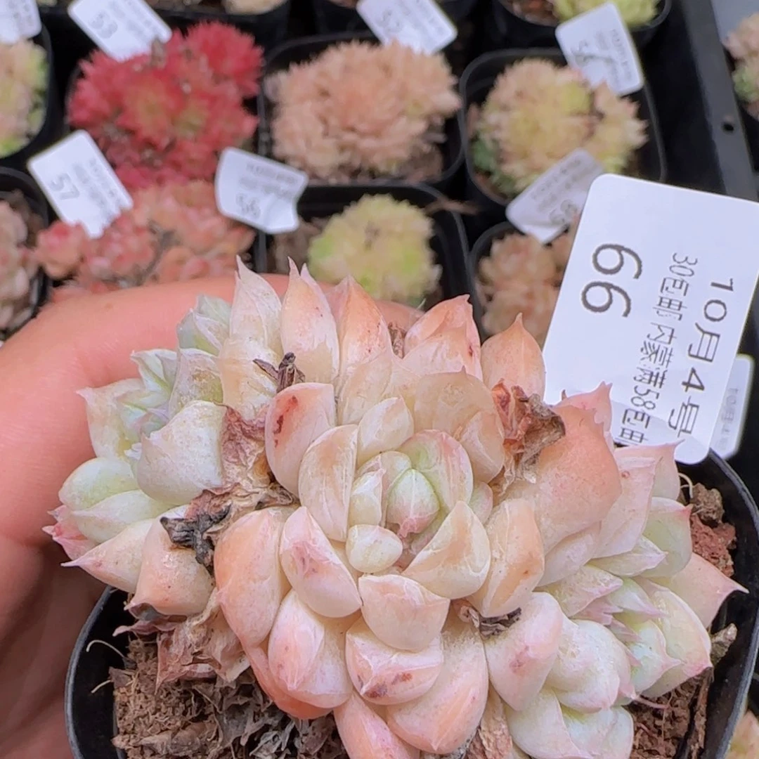 立****3麦秆群石化一颗脱土发货