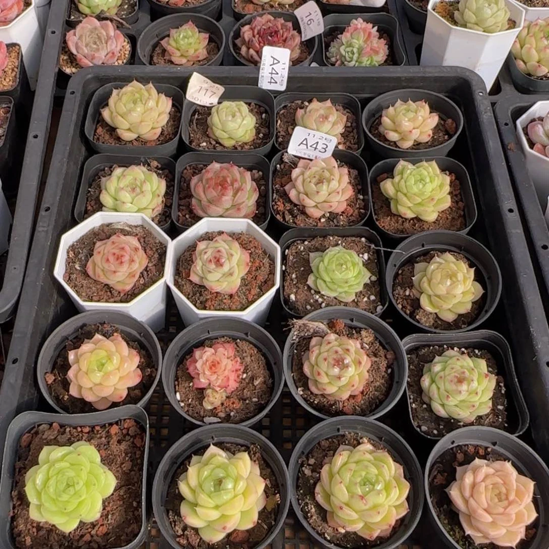 +**草麦秆单头一颗脱土发货