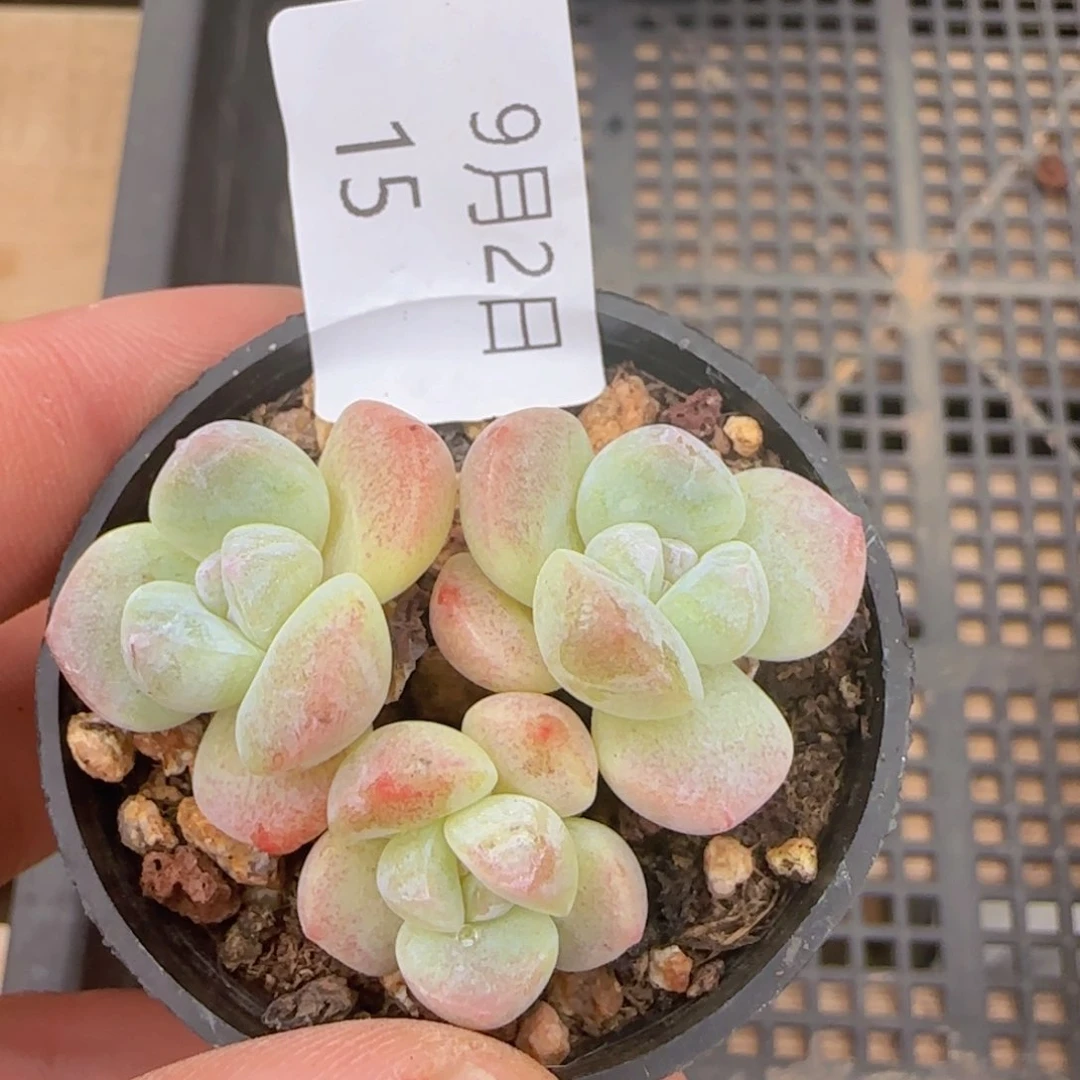 三头白体糖心冰玉