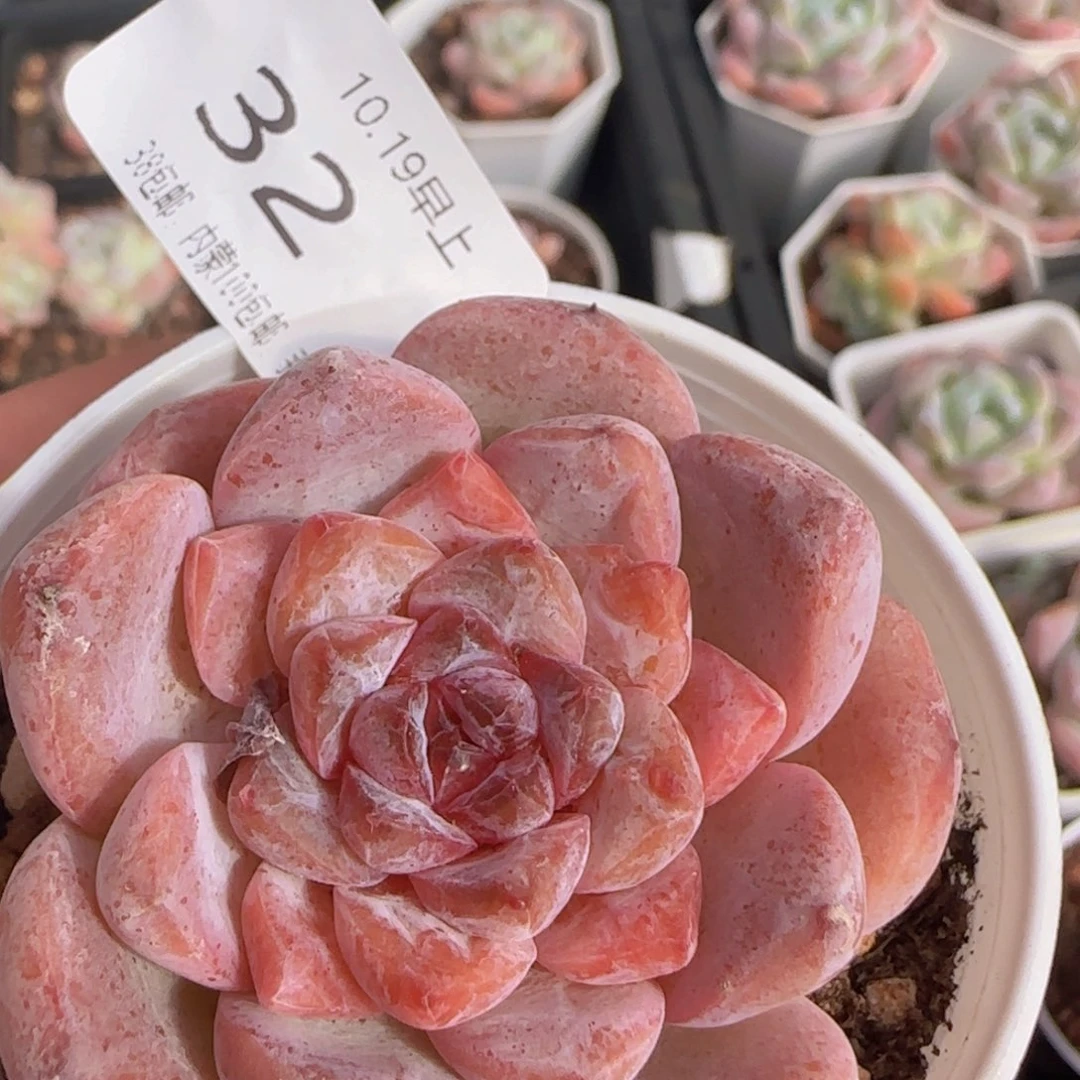 紫心冰魄单头一颗脱土