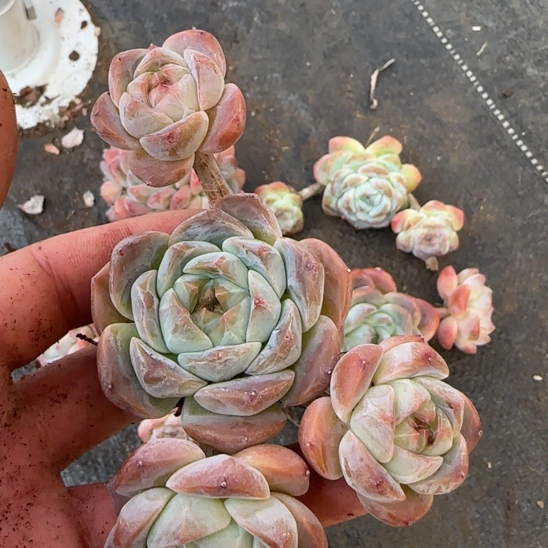 立****3太妃糖群老桩一颗脱土