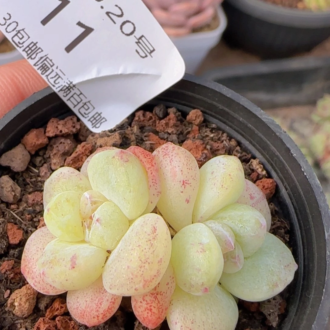 小脸冰玉双头石化一颗