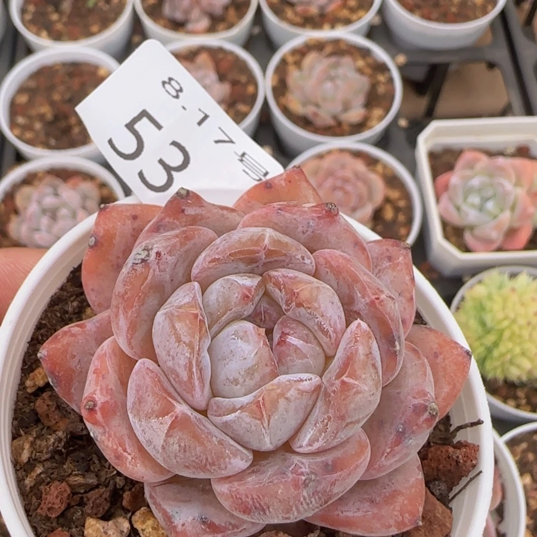 星影一颗脱土发货