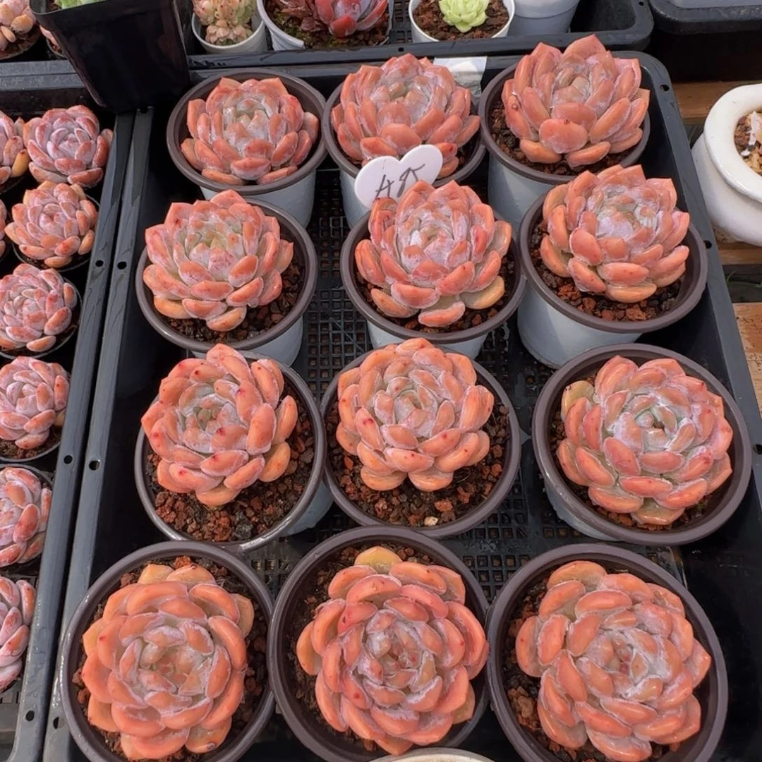 星影一颗脱土发货七公分