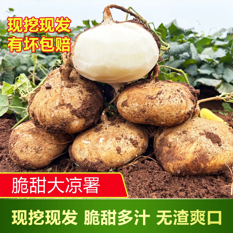 （沙地品种）地萝卜凉薯地瓜白瓜3/5/9斤豆薯沙葛生态新鲜清甜香脆
