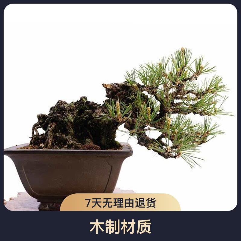 黑松迎客松罗汉松真柏黄杨绿植盆景盆栽盆景松都美竹松树盆景日本