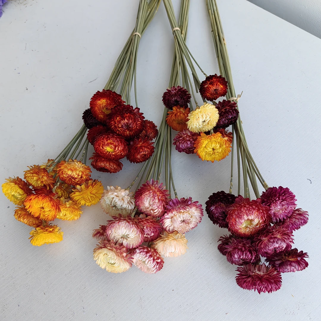 麦秆菊干花家居装饰