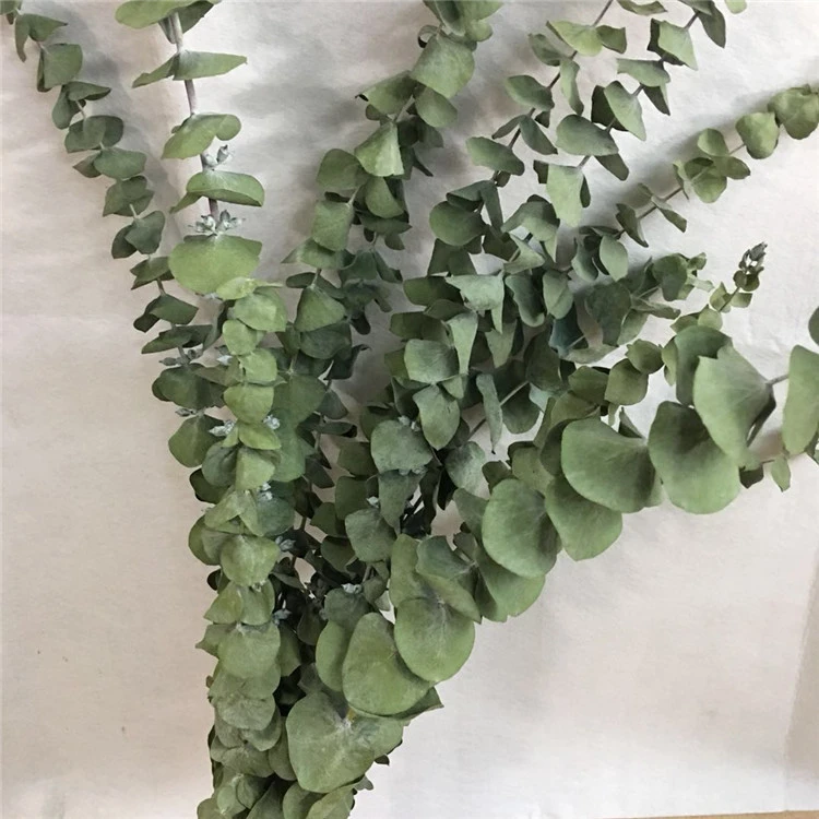 尤加利叶干花铜钱桉树银水滴云南自然风干花