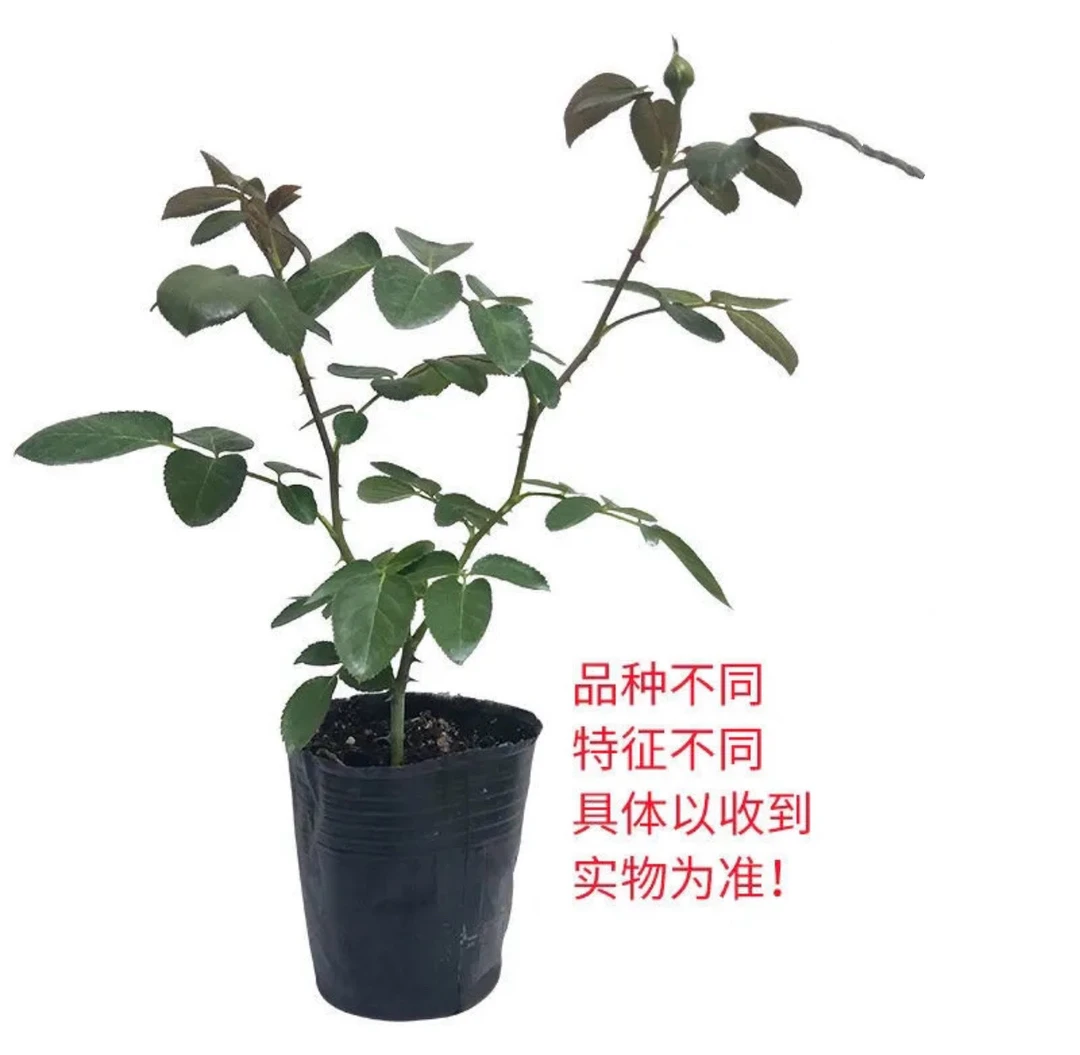 牙签小苗便宜练手不心疼庭院地栽盆栽四季的花卉