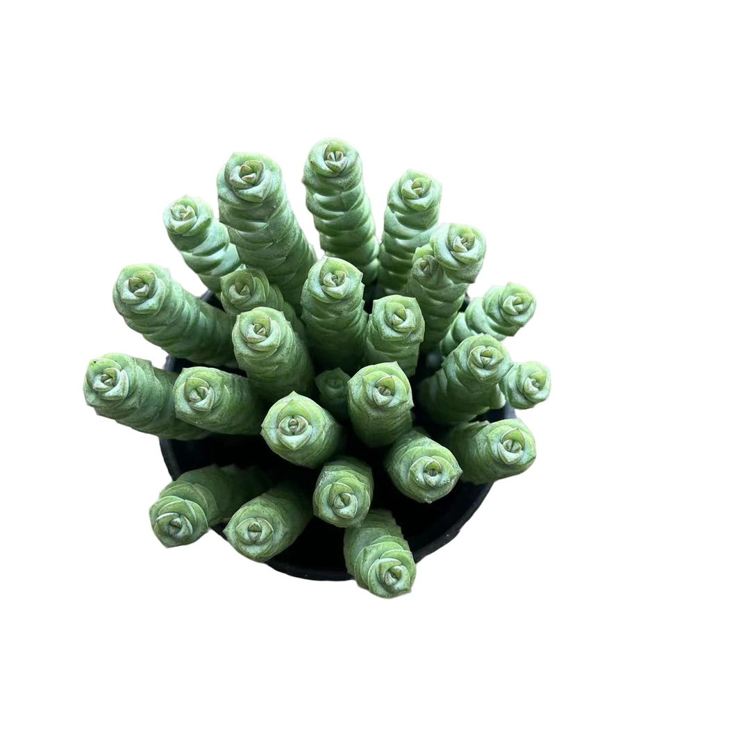 钱多多多肉植物，满9.9包邮，云南晨红基地发货，新手，好养护，耐旱