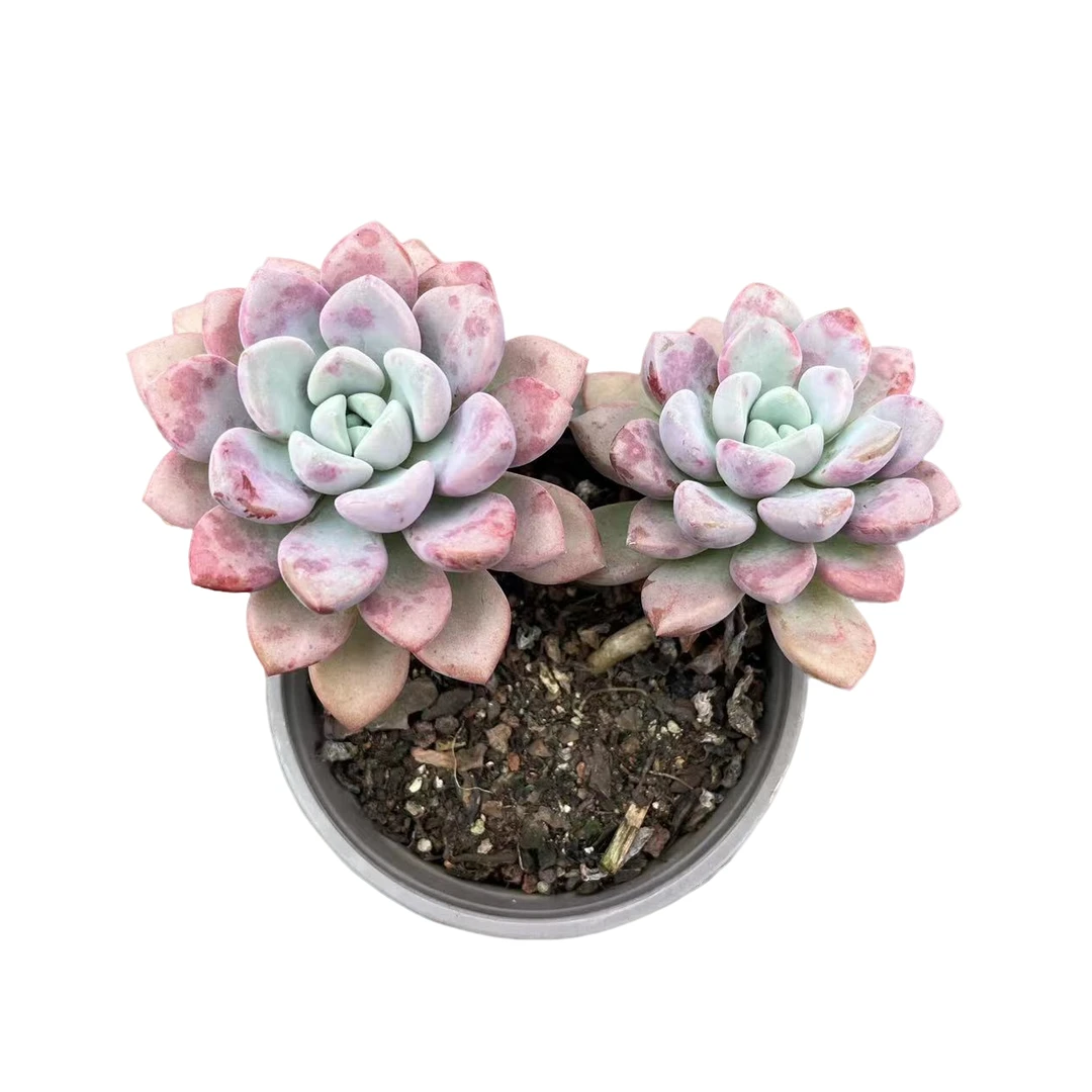 花斑鹿多肉植物,满9.9包邮,云南晨红基地发货,新手,好养护,耐旱