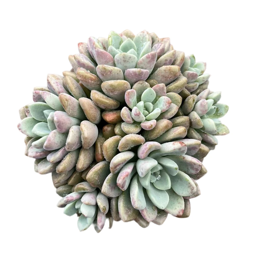 大花斑鹿多肉植物，满9.9包邮，云南晨红基地发货，新手，好养护，耐旱