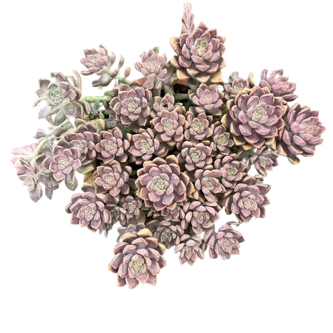 大阿伦培多肉植物,满9.9包邮,云南晨红基地发货,新手,好养护,耐旱