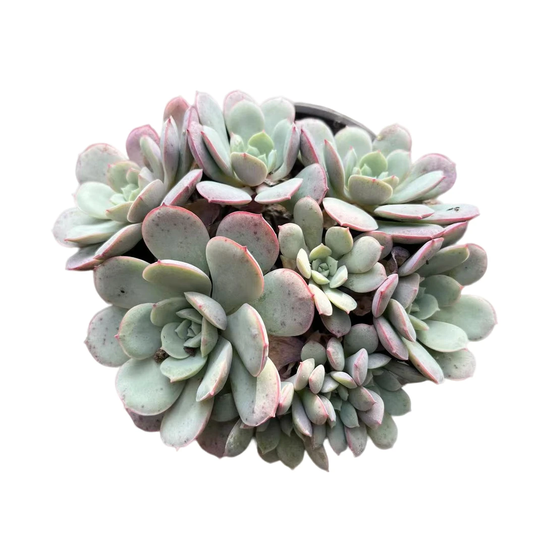 凌波仙子多肉植物，满9.9包邮，云南晨红基地发货，新手，好养护，耐旱