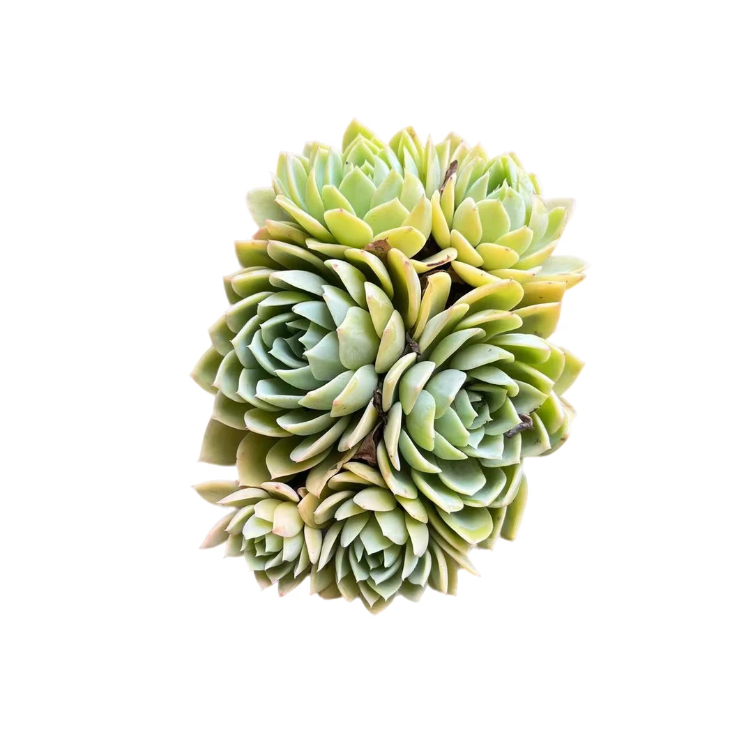 三色堇多肉植物，满9.9包邮，云南晨红多肉基地发货，好养护，耐旱