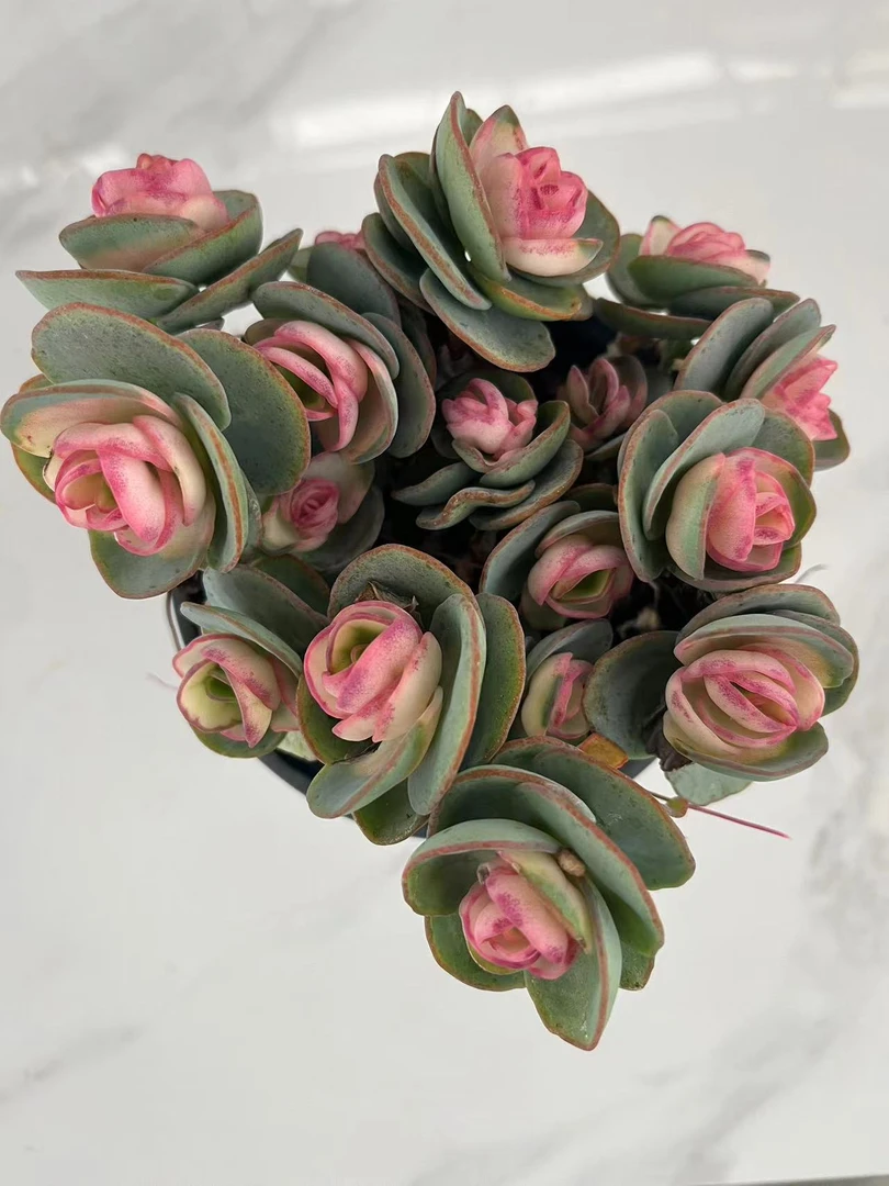 贝壳锦多肉植物，满9.9包邮，云南晨红多肉基地发货，新手，好养护