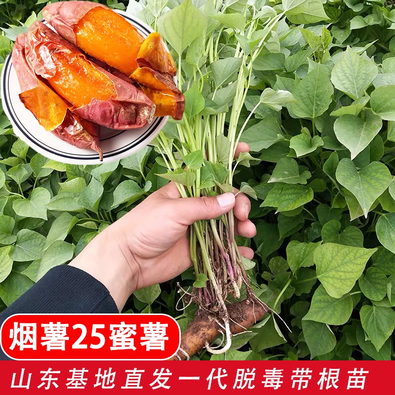 【烟薯25号】红薯苗西瓜红蜜薯苗种高产地瓜苗紫薯红薯苗秧浇水