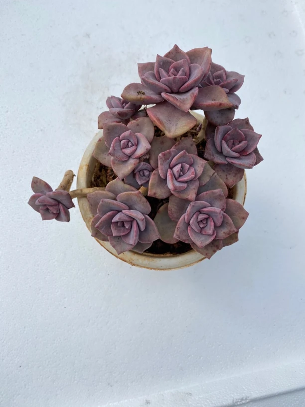 彩虹糖多肉植物群生有砍（零下必拍保温箱）满 18 包邮哦