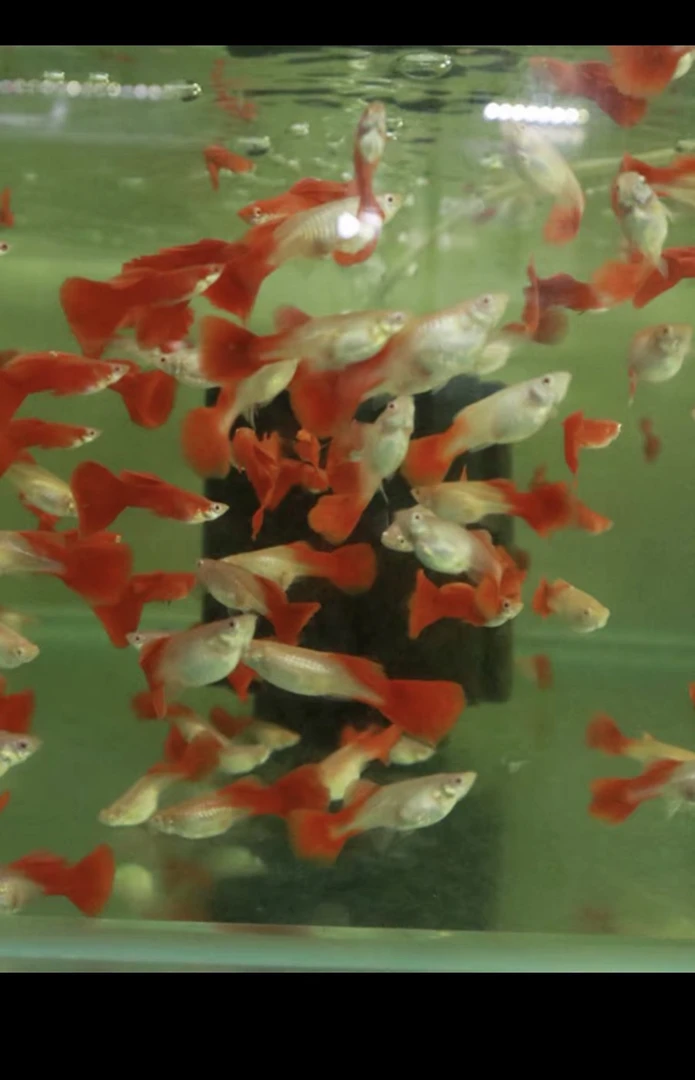 全红热带孔雀观赏鱼