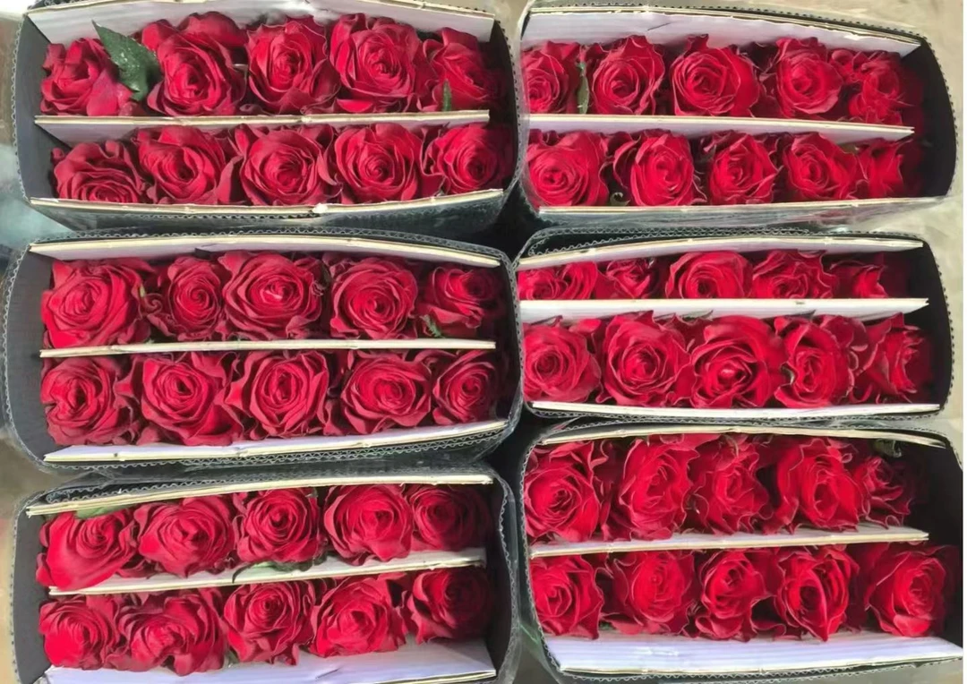 高原红玫瑰云南基地直发【福利价】