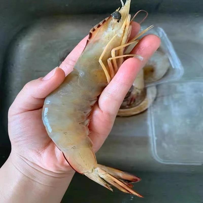 海虾白野生明虾阳江海鲜水产天然深海海虾3斤(约20头/斤)