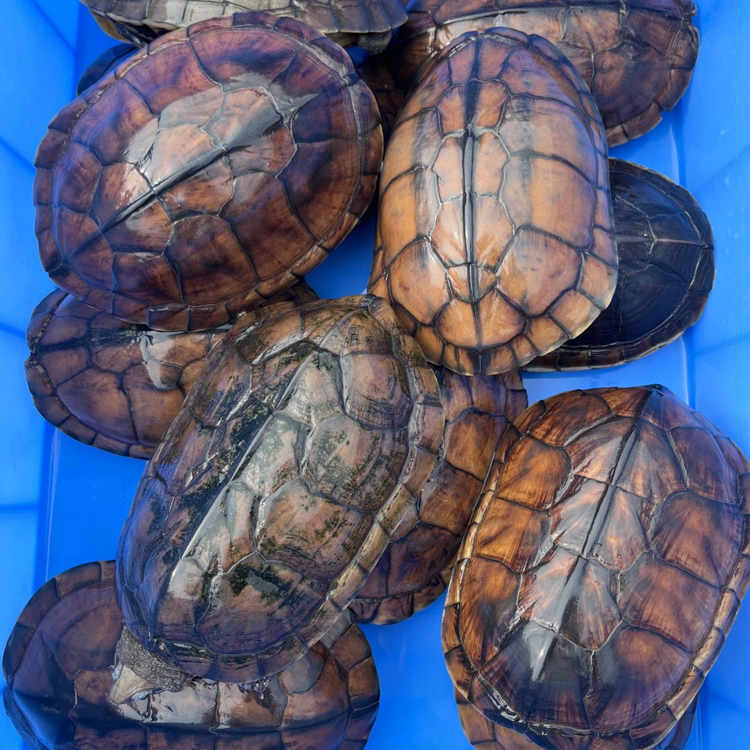 石金钱龟煲汤老种龟 老种龟 外池冷水养殖南石