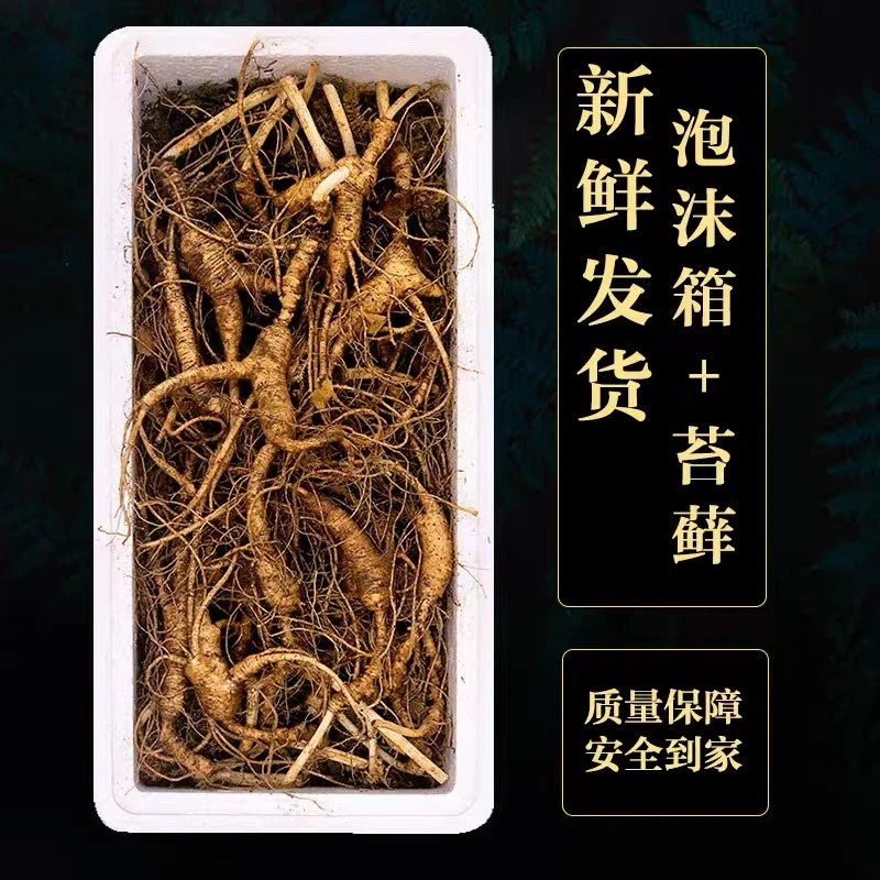 长白山人参林下参