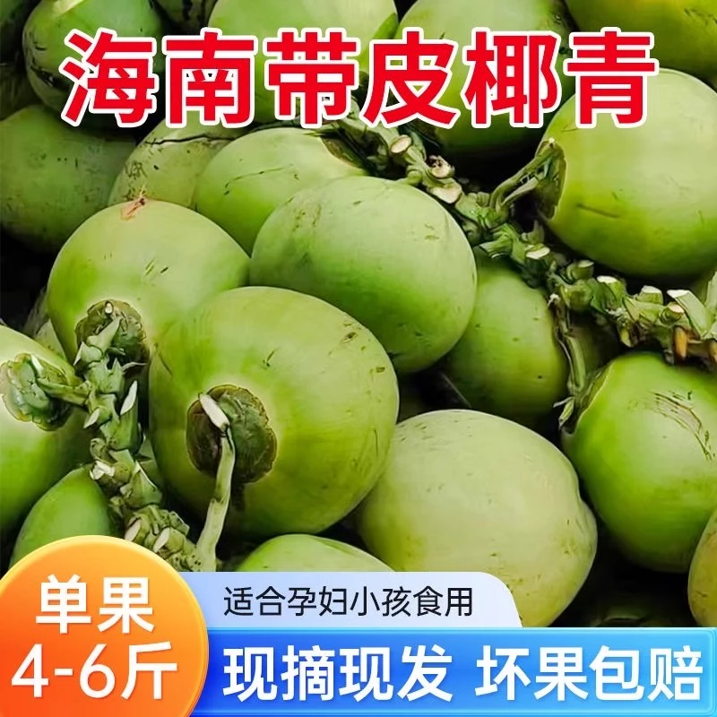 正宗海南椰子新鲜奶香椰子海南特产纯天然带皮椰青孕妇水果汁水多