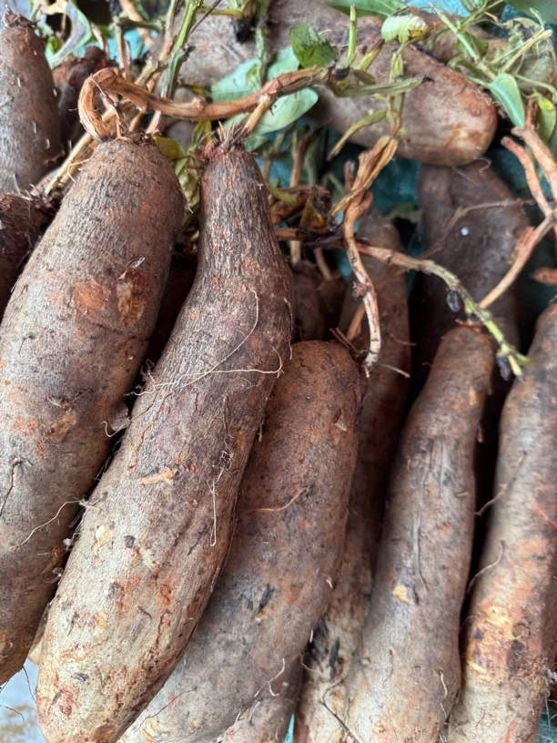 云南现摘山药 煲汤炒菜粉糯香