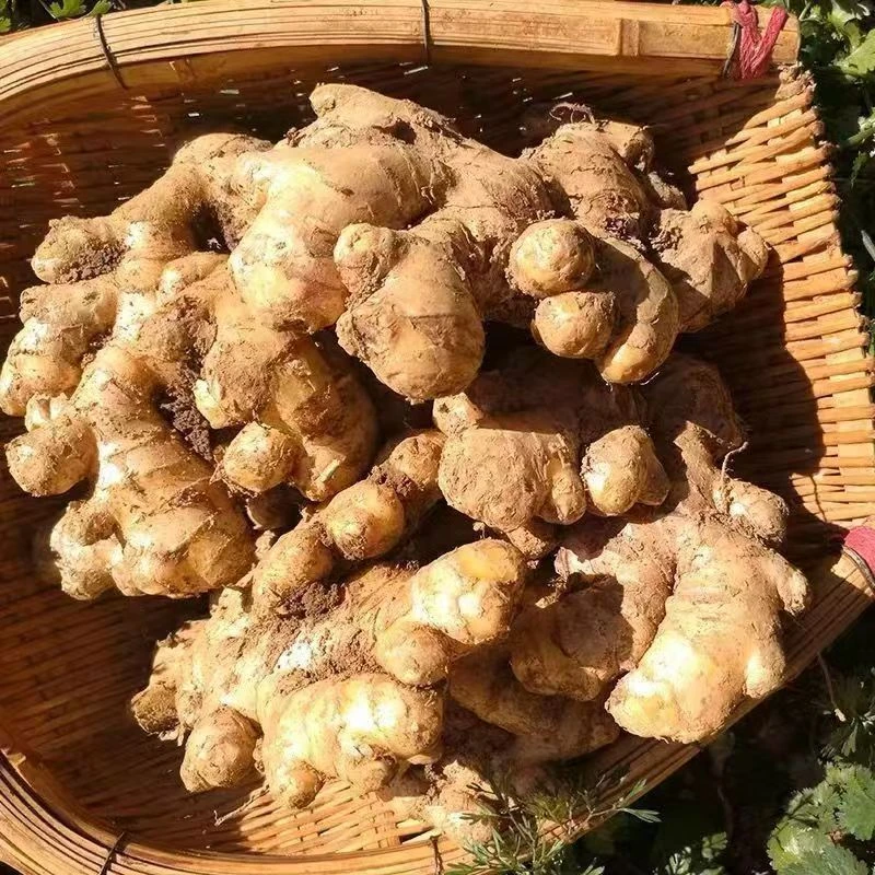 云南高山头茬黄姜