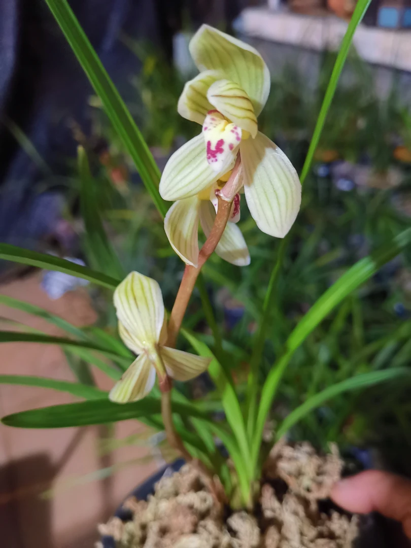 兰花莲瓣兰荷之冠，瓣型正格，飘洒脱俗，兰中精品