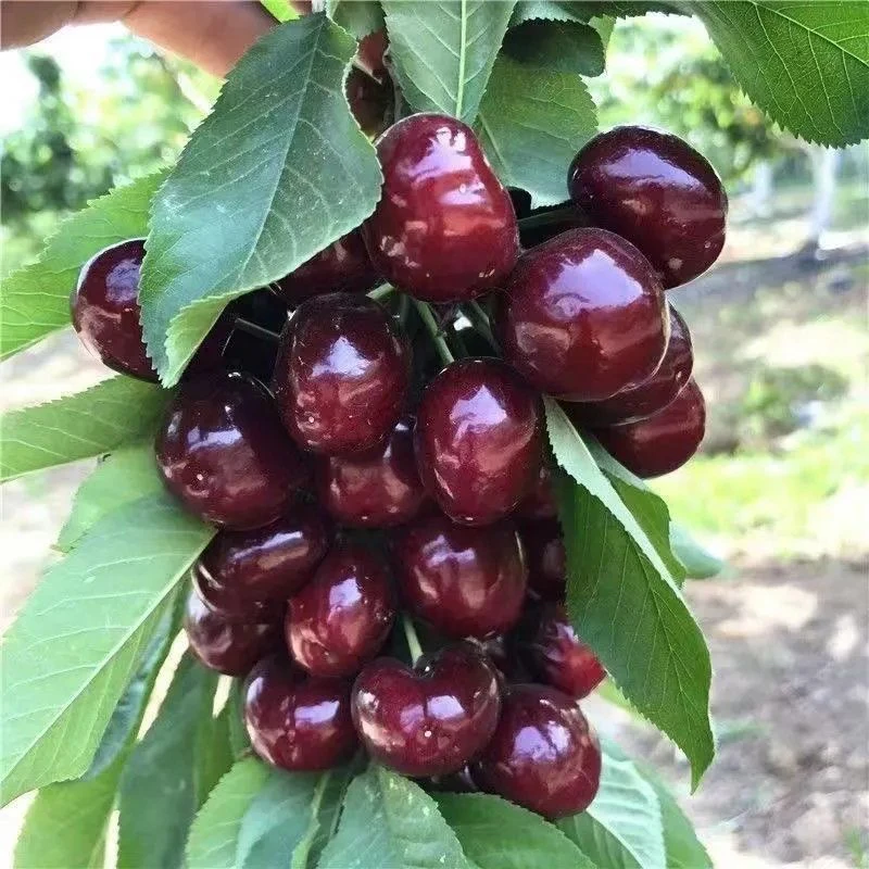 车厘子 树苗地栽盆栽南北方种植大樱桃树苗