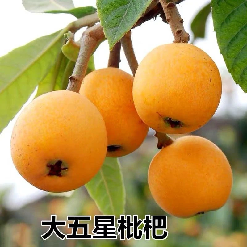 大五星枇杷树苗嫁接特大南北方种庭院果树白沙枇杷树果苗当年结果