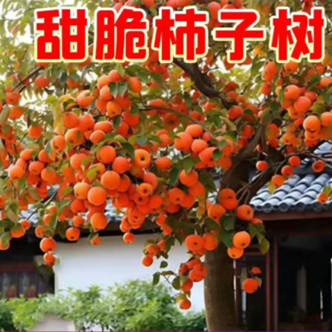 柿子 树苗脆甜柿阳丰柿子树苗盆栽地栽南北方种植