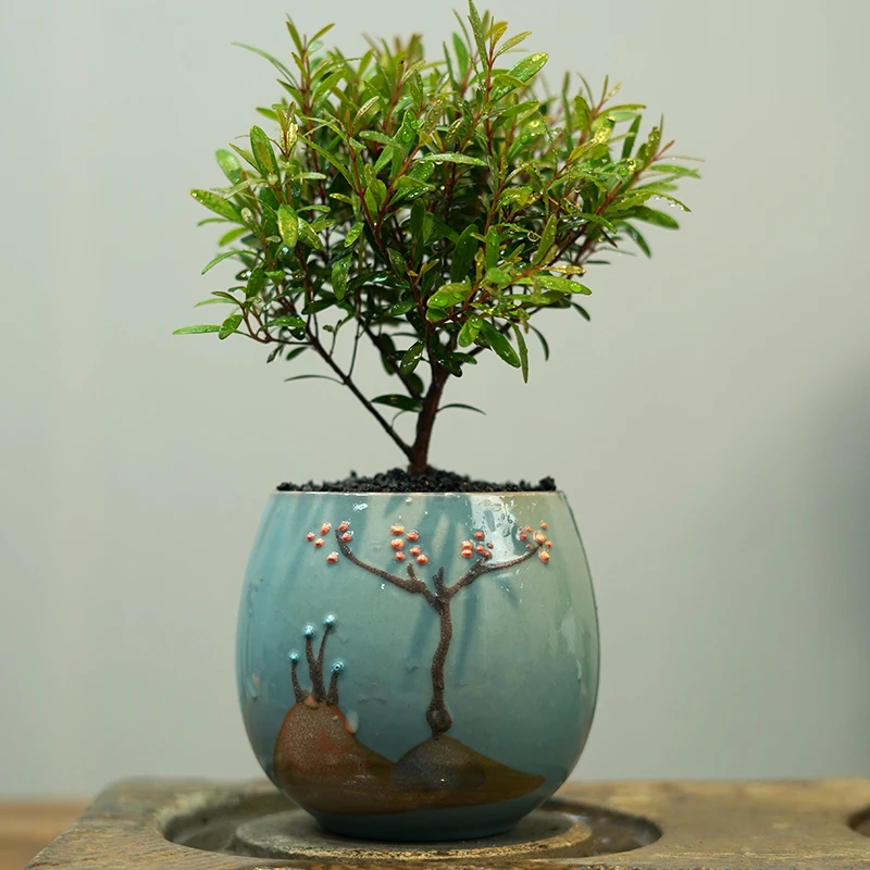 小叶赤楠老桩盆景苗植物花卉微景观水培办公室内好养四季常青盆栽