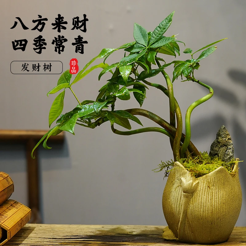 翠绿发财树盆栽招财金钱室内办公室净化空气懒人高档好养盆景绿植