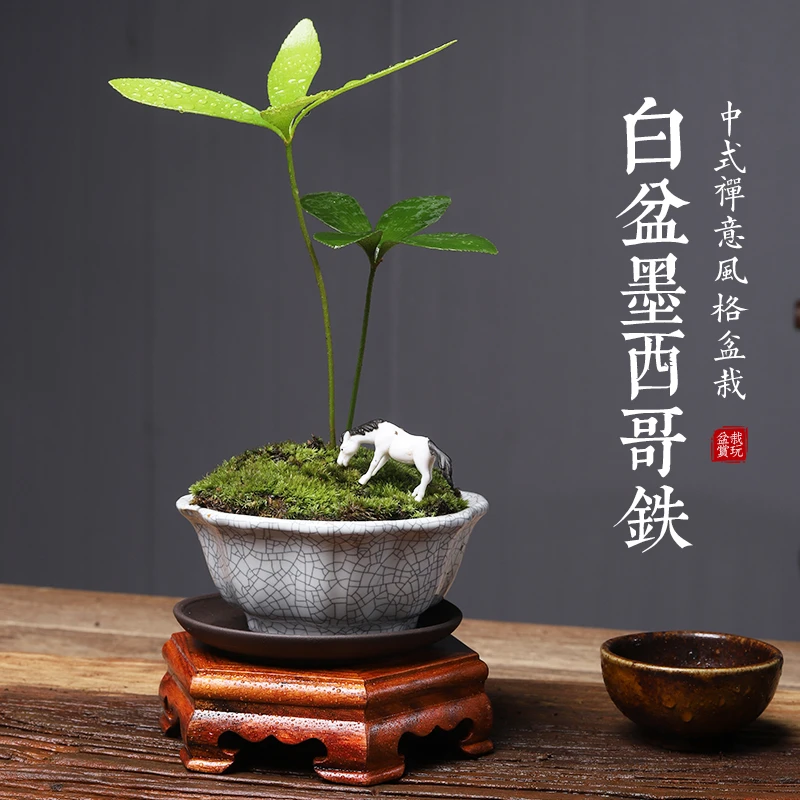 墨西哥铁绿植室内盆栽禅意植物办公桌面客厅小盆栽四季常高档盆景