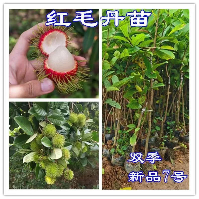 正品保研7号红毛丹嫁接苗，带土带叶发货