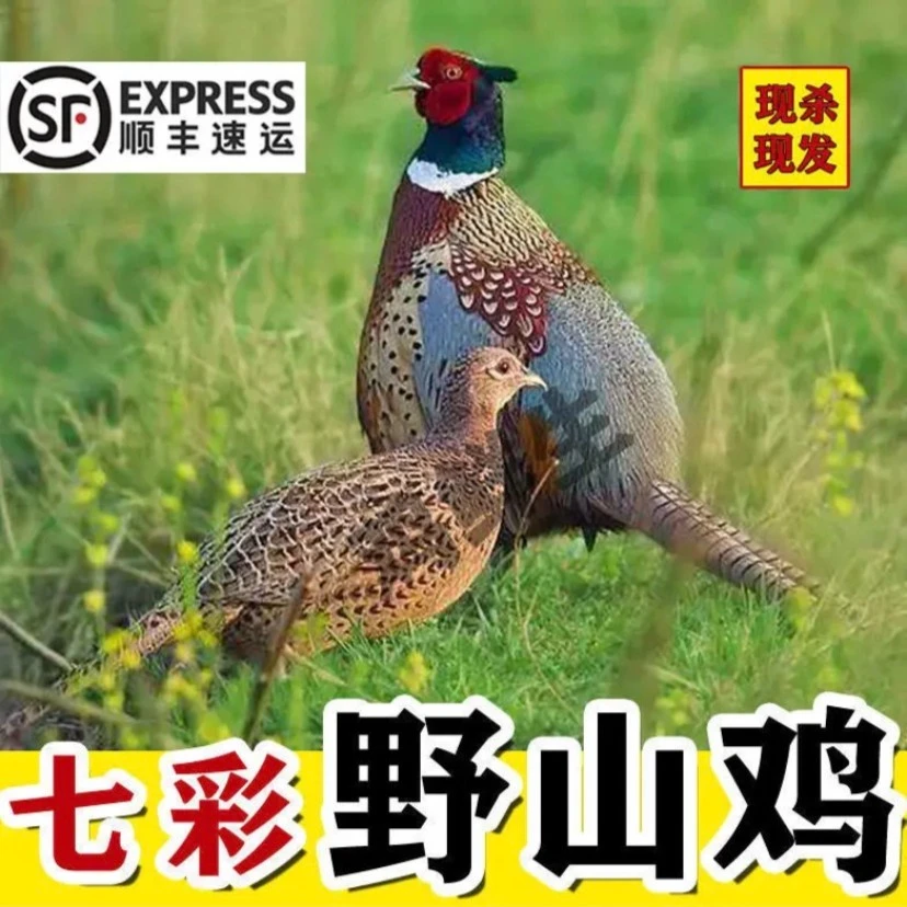 【公鸡】现杀七彩山鸡 营养滋补食用佳品农家