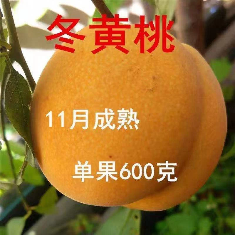 晚熟黄桃树苗 桃树活苗 新品种桃树苗嫁接特大脆甜桃树苗水果树苗