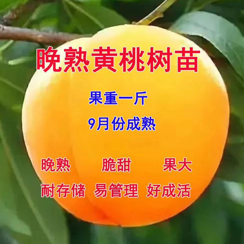 新品特大黄桃树苗脆甜果大晚熟地栽盆栽南北方种植嫁接桃树苗