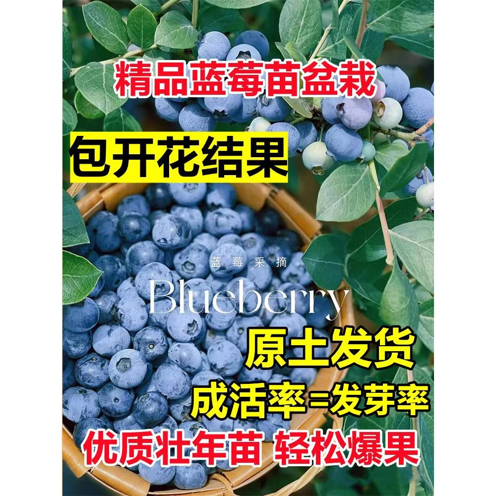蓝莓树果苗盆栽蓝梅树苗带果草莓室内外耐寒南北方车厘子四季结果