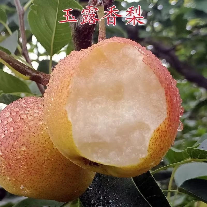 香梨树苗玉露香梨苗带土嫁接梨树苗庭院香梨子苗当年结果树苗