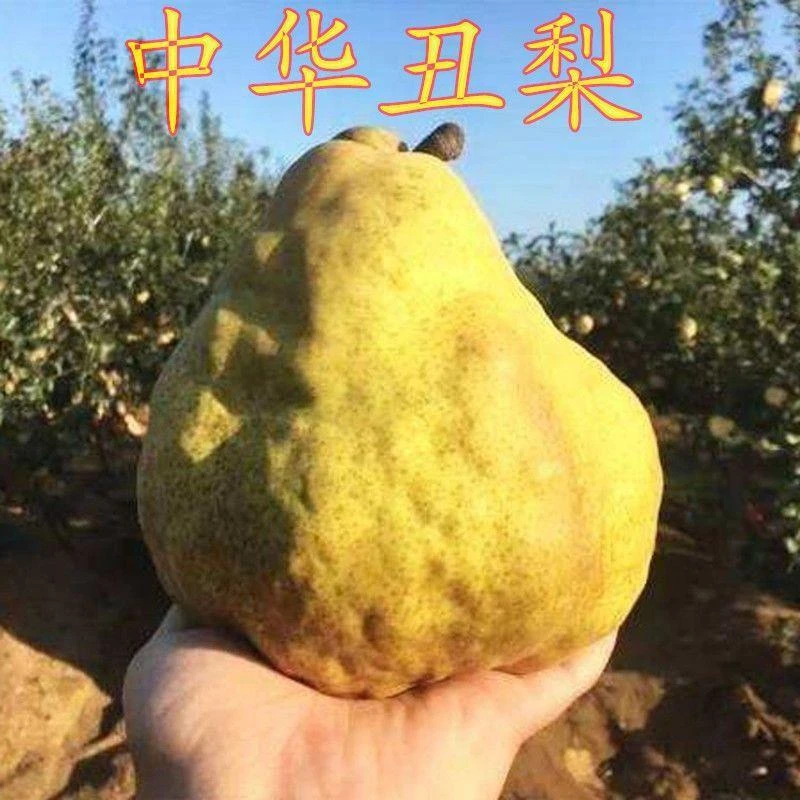 中华丑梨苗丑八怪梨树苗嫁接苗南方北方种植当年结果盆栽地栽