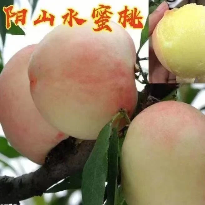 正宗无锡阳山水蜜桃苗特大嫁接桃树苗南方北方种植当年结果苗