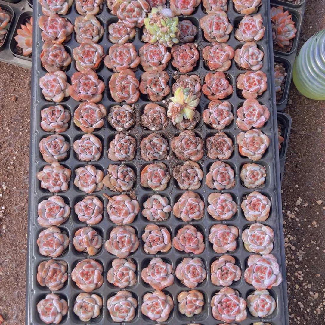 5****0105颗腮红影！多肉植物