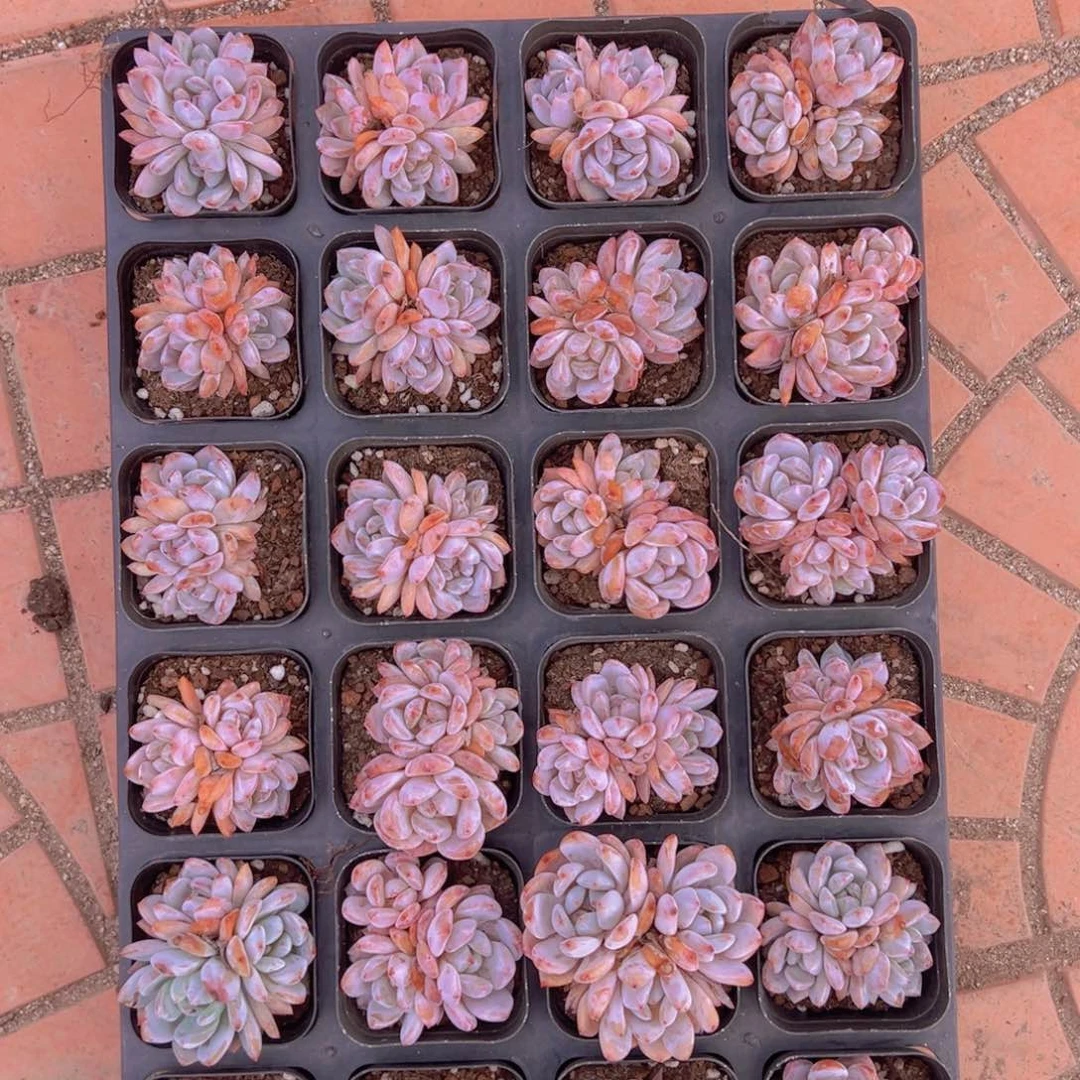 24颗一组群生仙女橙！！！！！